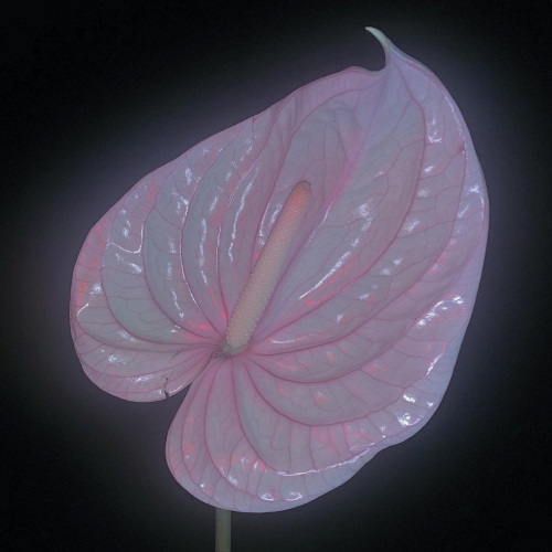 [Image: 8p73qc1aovzk.jpg]