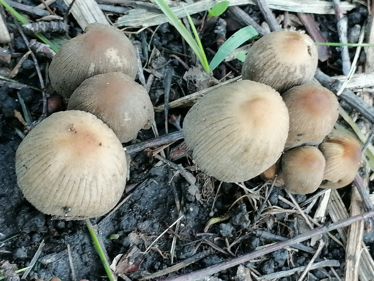 Rhizome 2