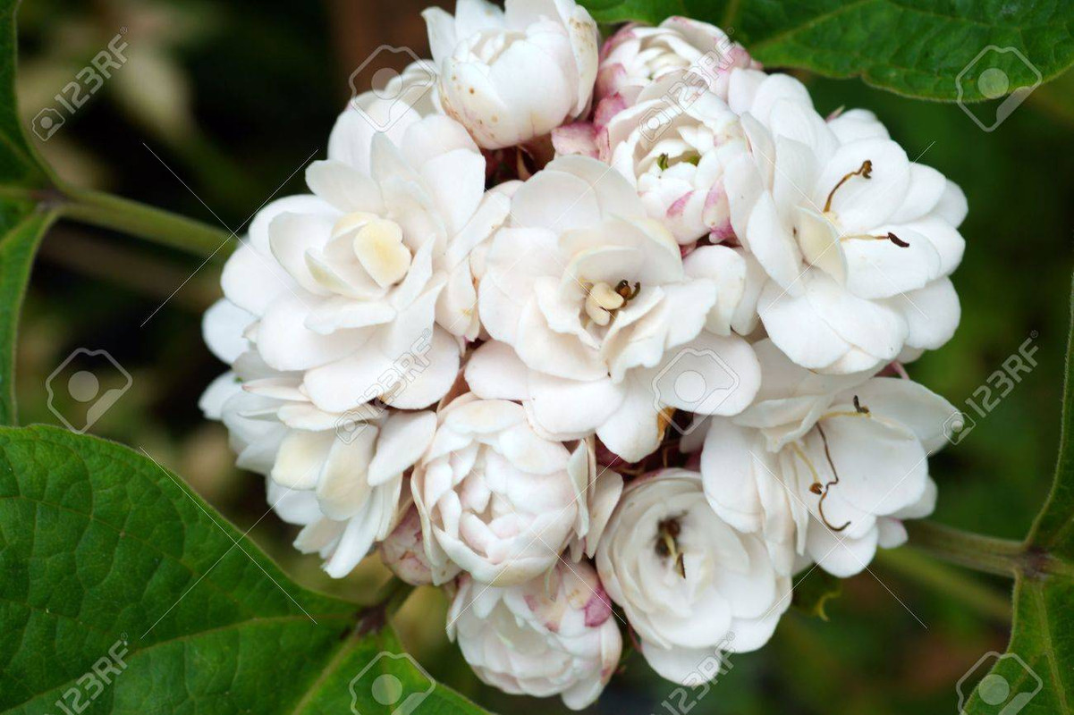 21704483-blooming-rose-clerodendrum-clerodendrum-fragrans-flower
