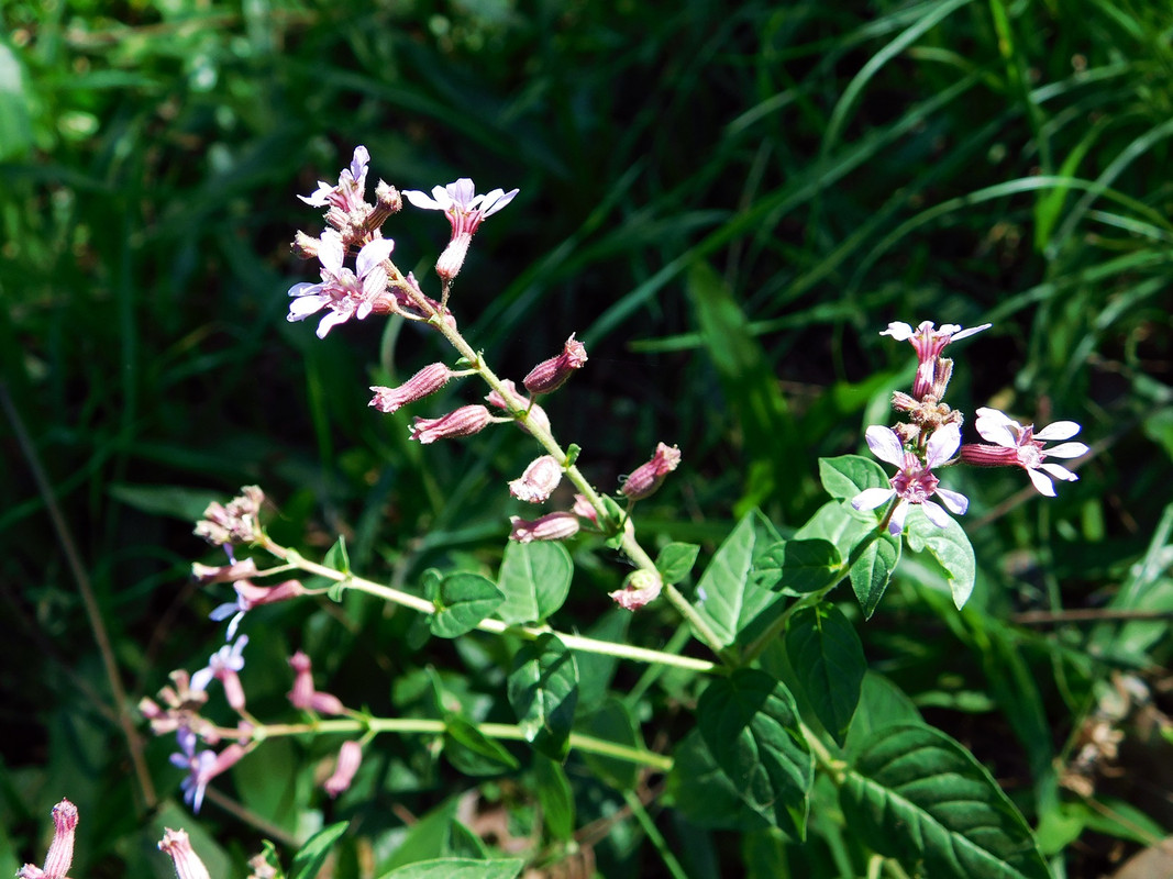DSCN2004.jpg