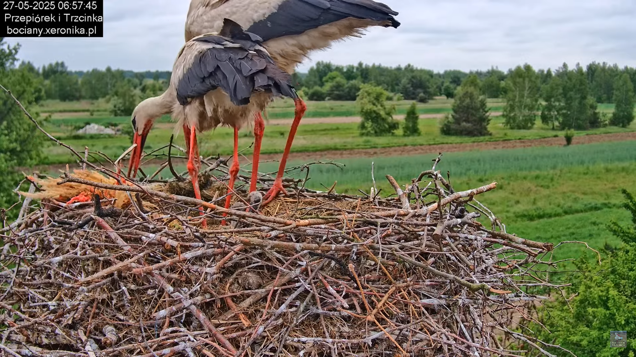 27052025bociany16