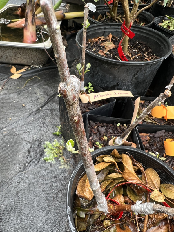 5227301B-F8B2-4B4A-B3A8-DBBA81BC2544