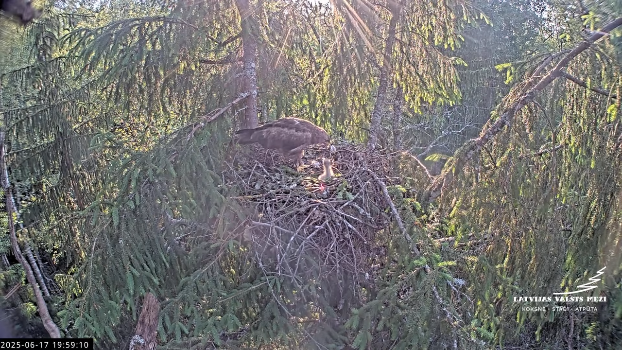 LVM mazais ērglis Lisiņa, egle2 – Lesser Spotted Eagle 12-2-45 screenshot