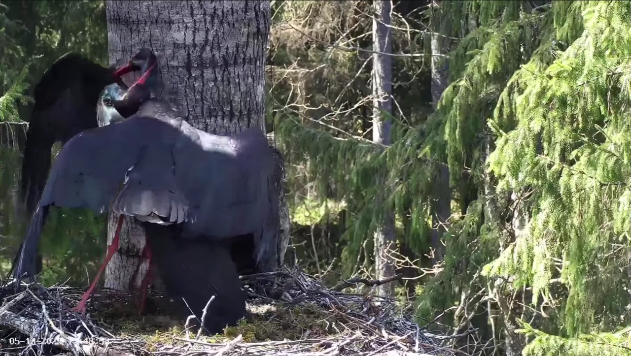 Ekrānuzņēmums 2025-05-13 134943