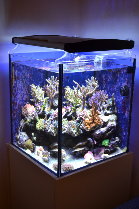 Acqaurio 1 giugno 2013 (19)