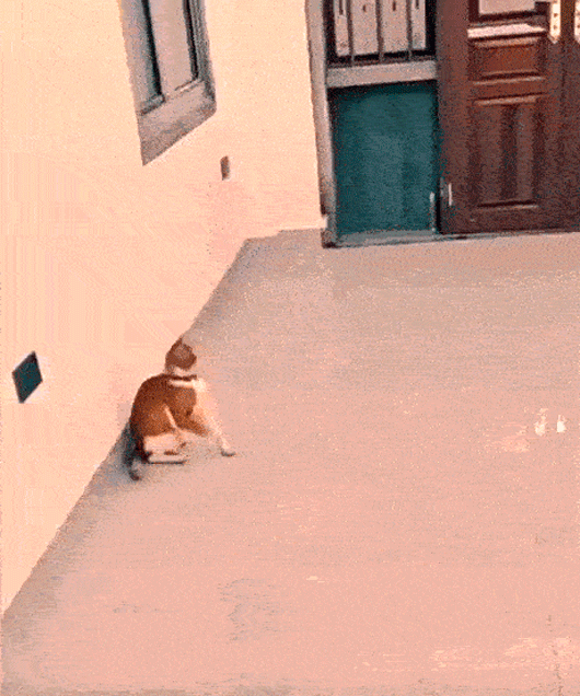 77.gif