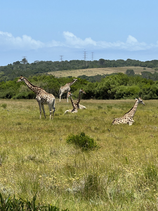 крагга камма 2