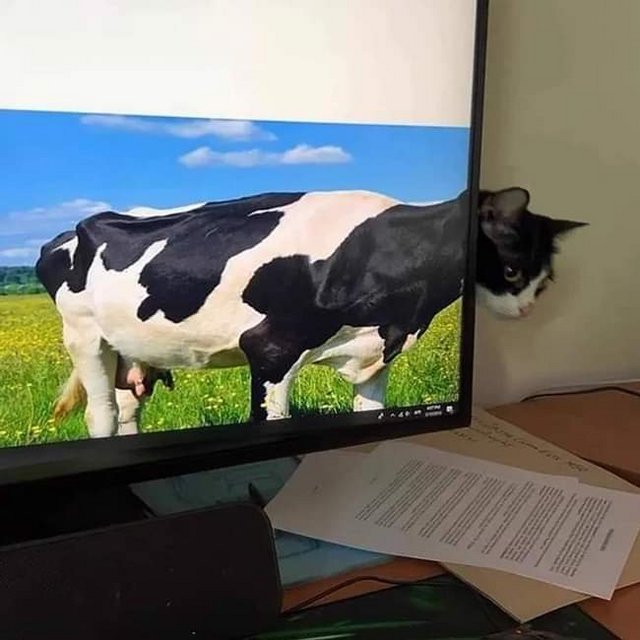 user posted image