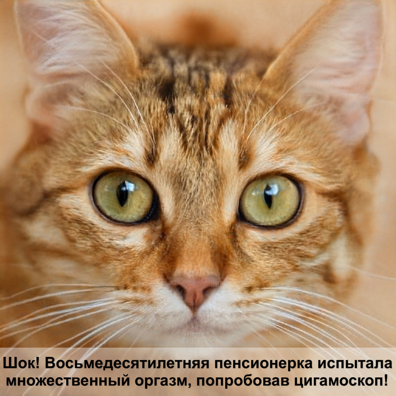 лоток для кота
