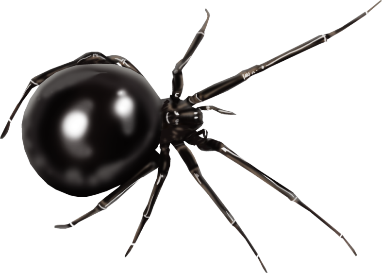 Halloweenpumpkitdnspider2