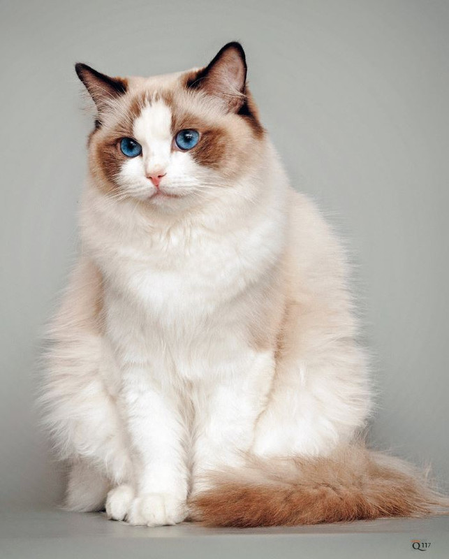 QuattroZampe Giu 2024 (12)