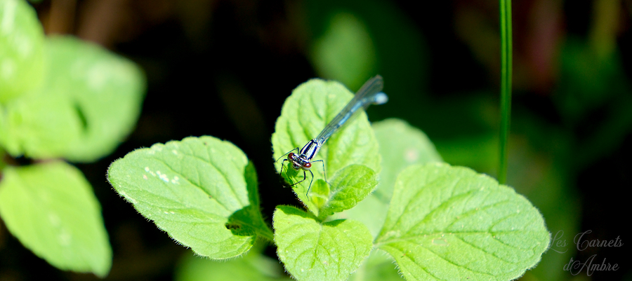 demoiselle bleue sur la mélisse