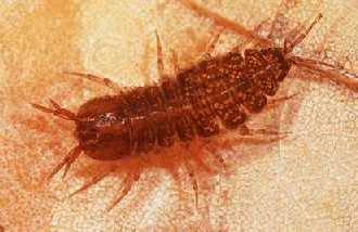 sowbugs isopodonleaf nabs