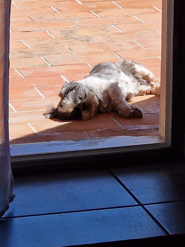 [Image: 77-E27098-D61-B-4147-89-DE-0-A03-C303-CE88.jpg]