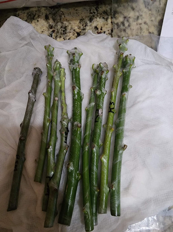 received_402382451946008