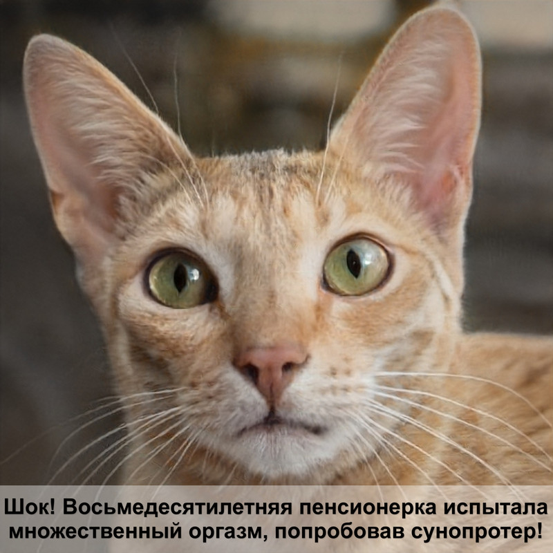 кошки с кудрявой шерстью