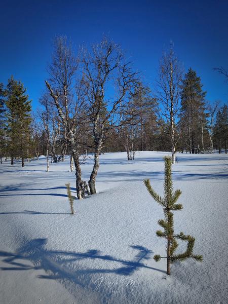 Auroras - 3.er reportaje por Laponia norte - Marzo 2025 - Blogs de Finlandia - PARTE I (71)