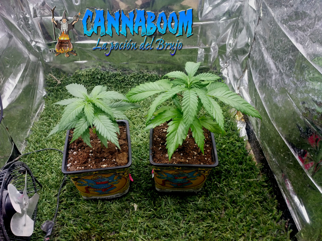 Concurso seguimientos Cannaboom línea basic- Novatonovel - Página 2 Amnesia-1