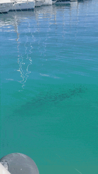 IMG-1360.gif