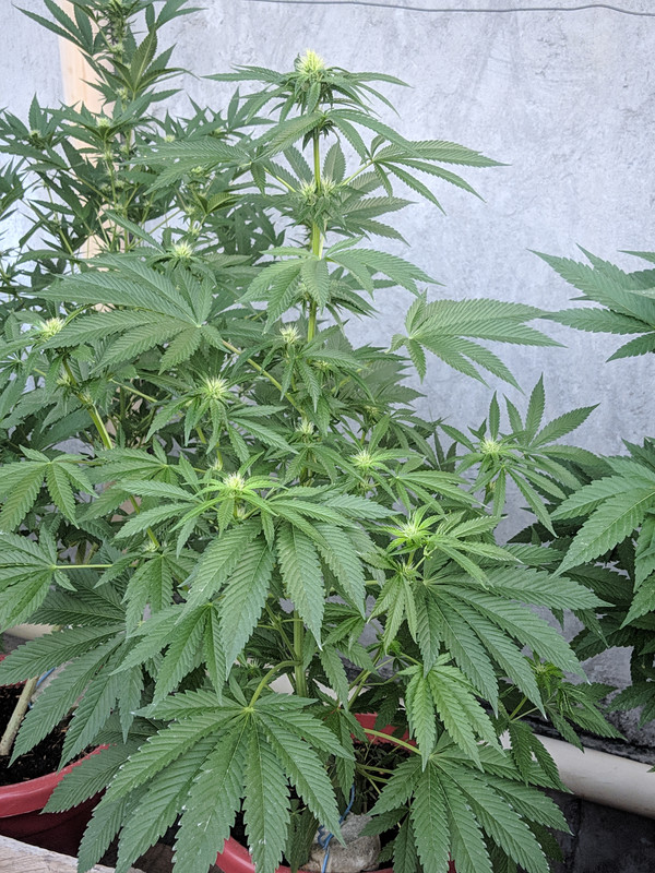 HC_20230201_062838_null