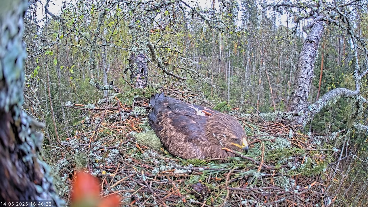 Väike-konnakotkas __ Clanga pomarina __ Lesser Spotted Eagle 11-24-42 screenshot