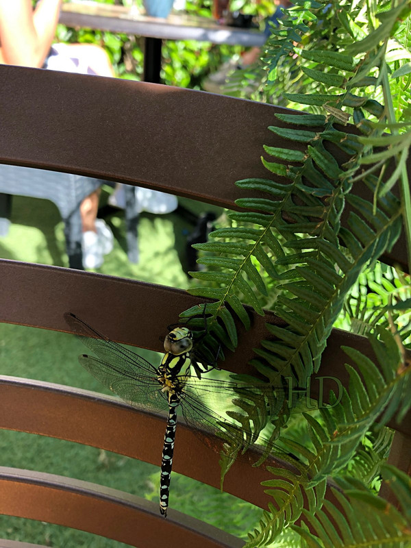 dragonfly-HD-hitch.jpg