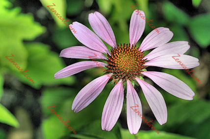 Flower25-WS.jpg