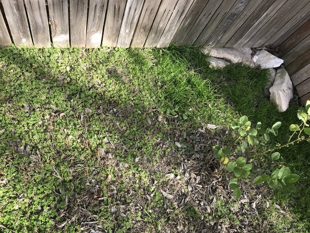 Timing for (everything) Central TX | Lawn Care Forum