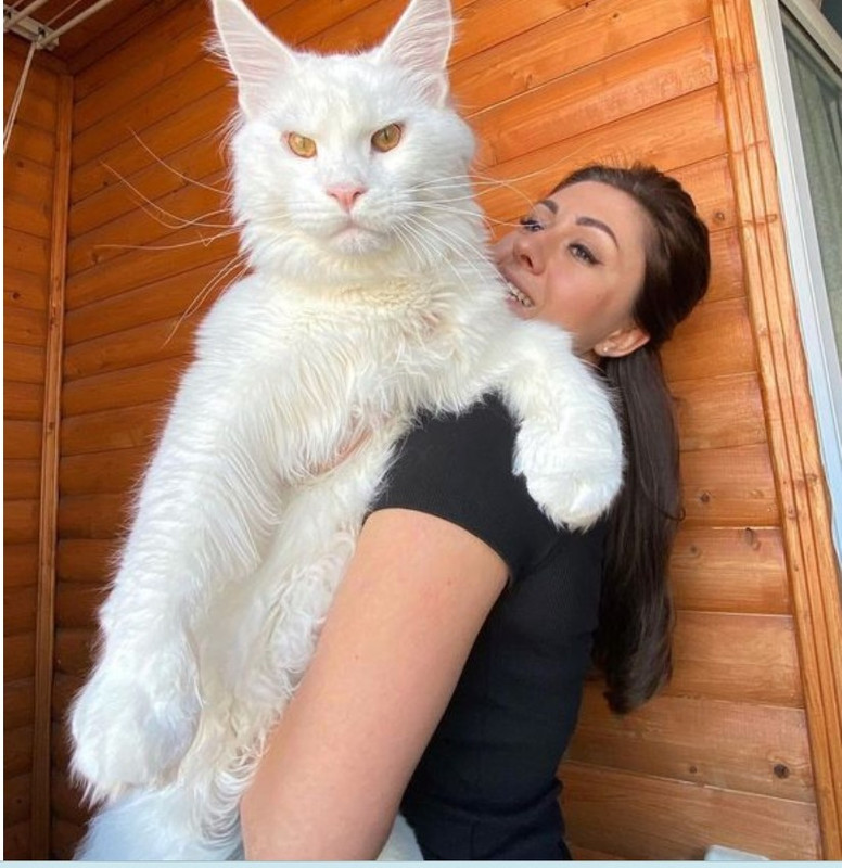 In case you ever wondered, "What's the biggest domestic cat living