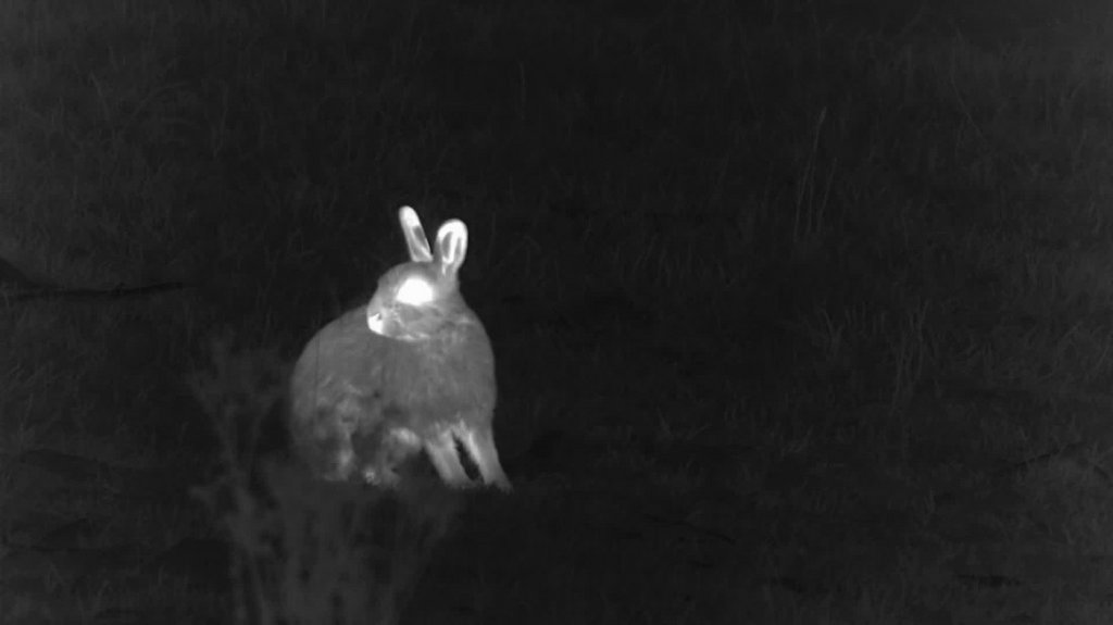 [Image: mav9774jxddi.jpg]