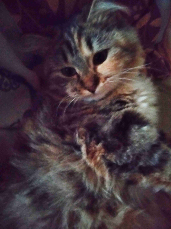 киси миси уменьш