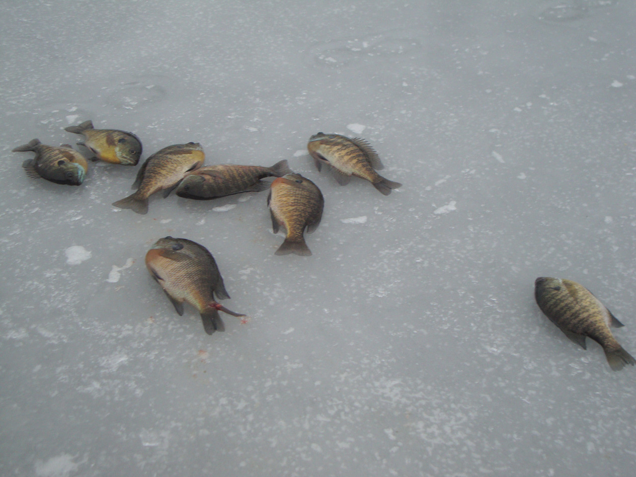 FISHING 25 26 001