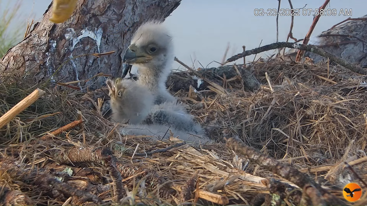 EC Nest Cam 11-1-17 screenshot (1)