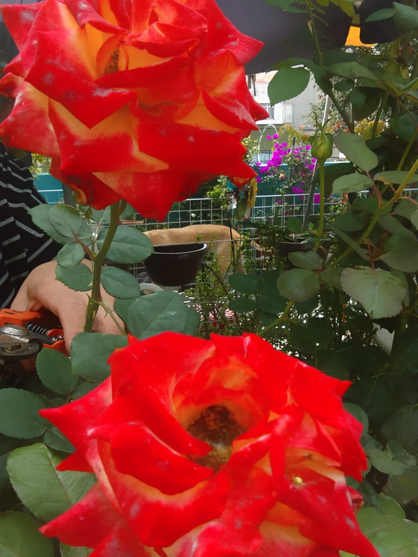 IMG-20191121-WA0015