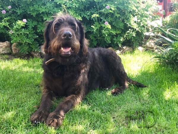 scruffy-HD.jpg