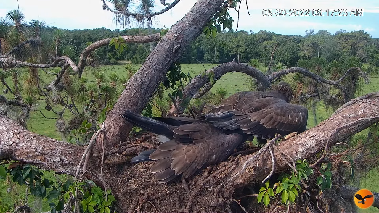 EC Nest Cam 12-57-12 screenshot (1)