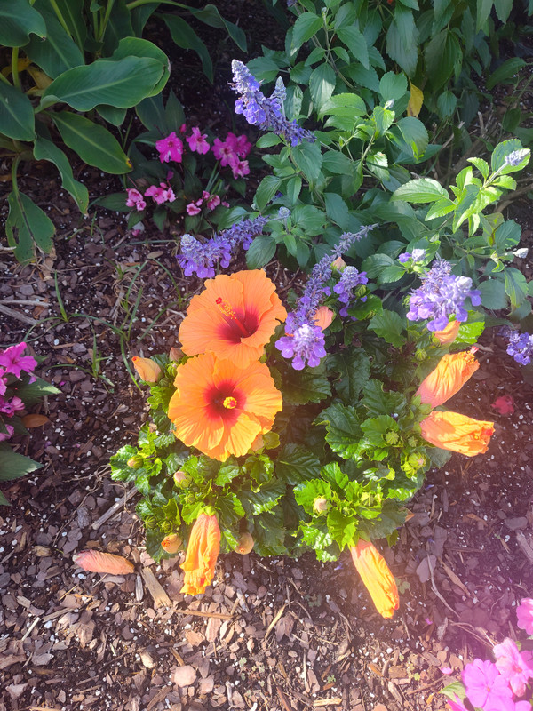 IMG_20250609_090617857_HDR