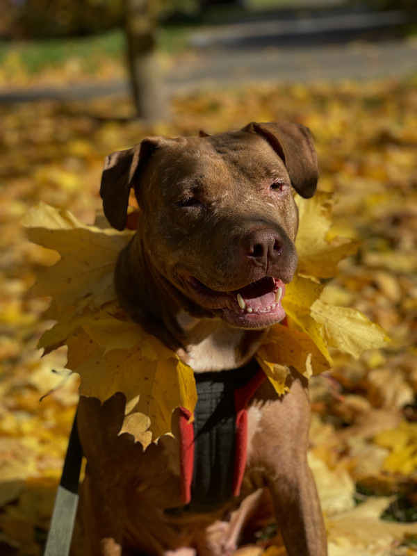 7083F1E7-97C6-46D0-A0BE-96EC2F1B32D6