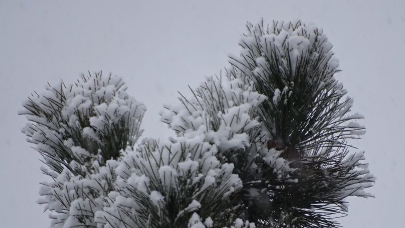 [Image: DSC04059.jpg]