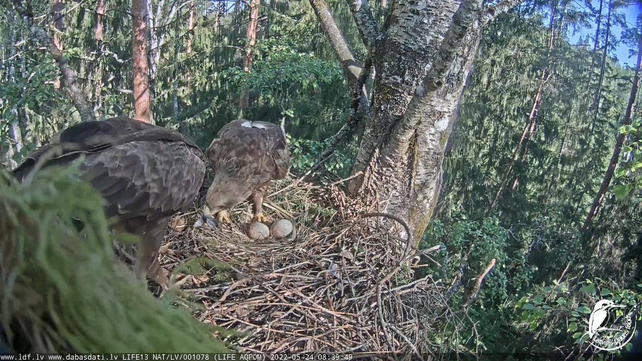 Laura Uldis ligzda bērzā 24-05-2022