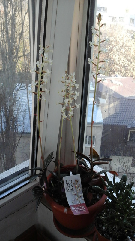 1452518248974-1172751755