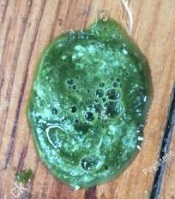 Parrot Stool Healthy or Abnormal
