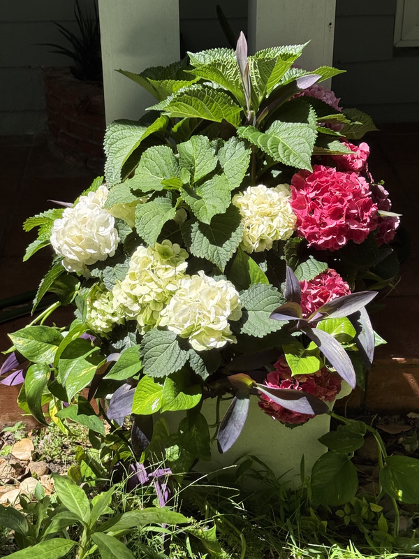 Mothers Day 2026a