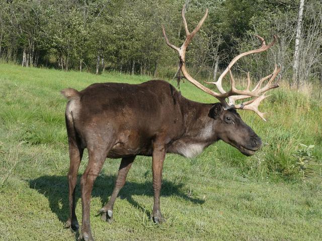 Sucrerie de la Montagne y Parc Omega - DOS SEMANAS EN EL ESTE DE CANADÁ (ONTARIO Y QUÉBEC) (16)