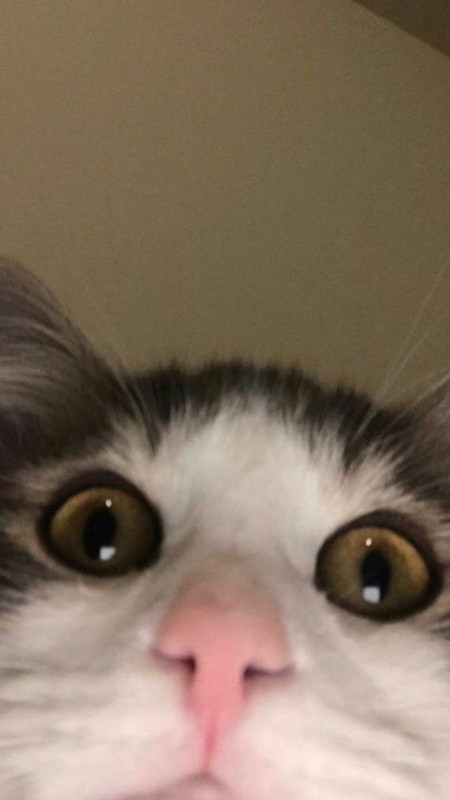 Self Cam