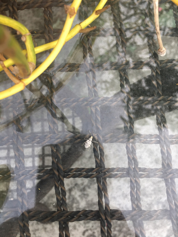 5EBDDE25-407B-4D51-BCF5-7186EE633A35