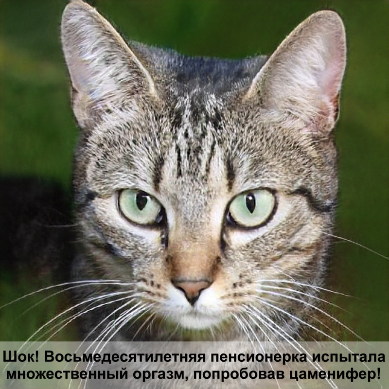 бенгальская кошка шерсть