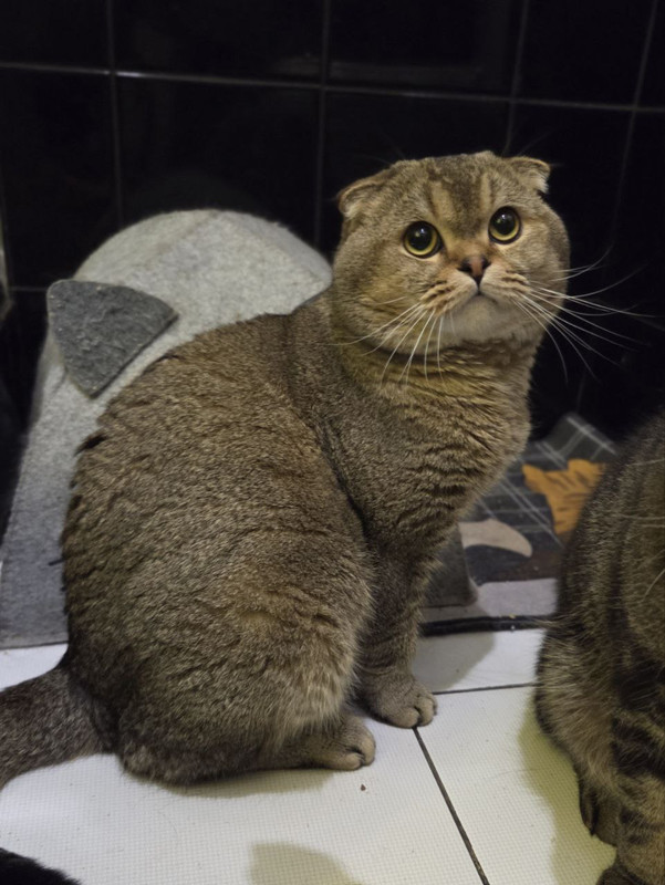 Лютик и Тима