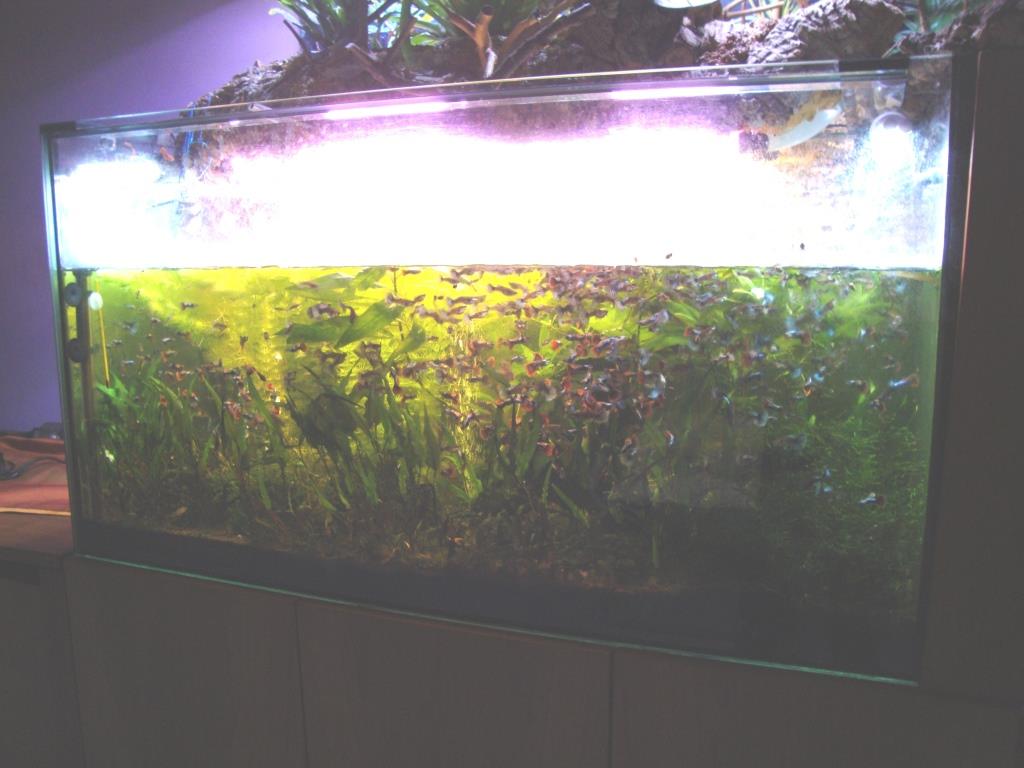 Acquario 275 litri 2 ago 18 (2)