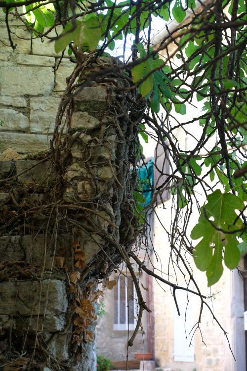 figuiers sur un vieux muret 